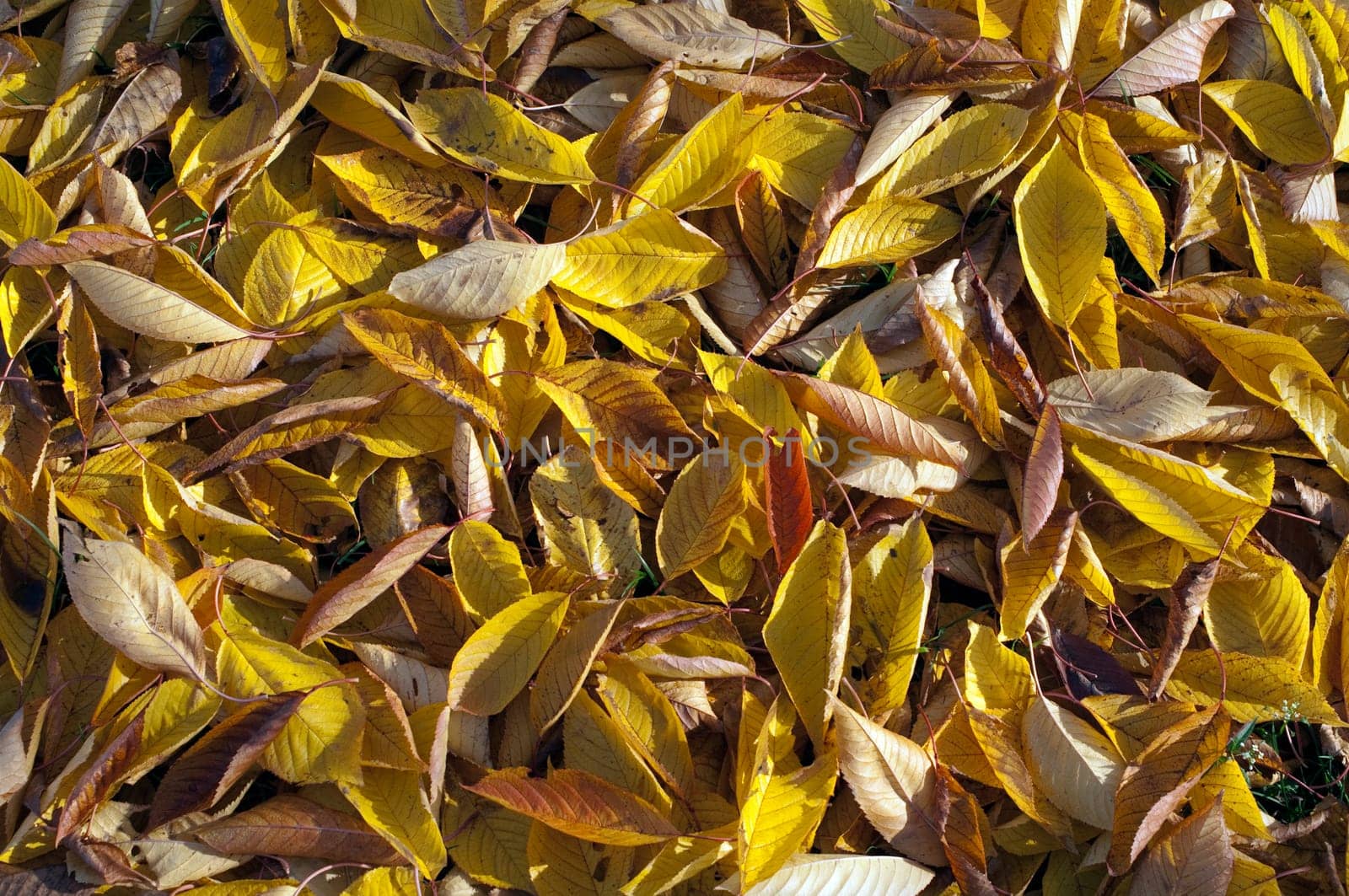 Autumn Impression,Leaves,Cherry,Autumn