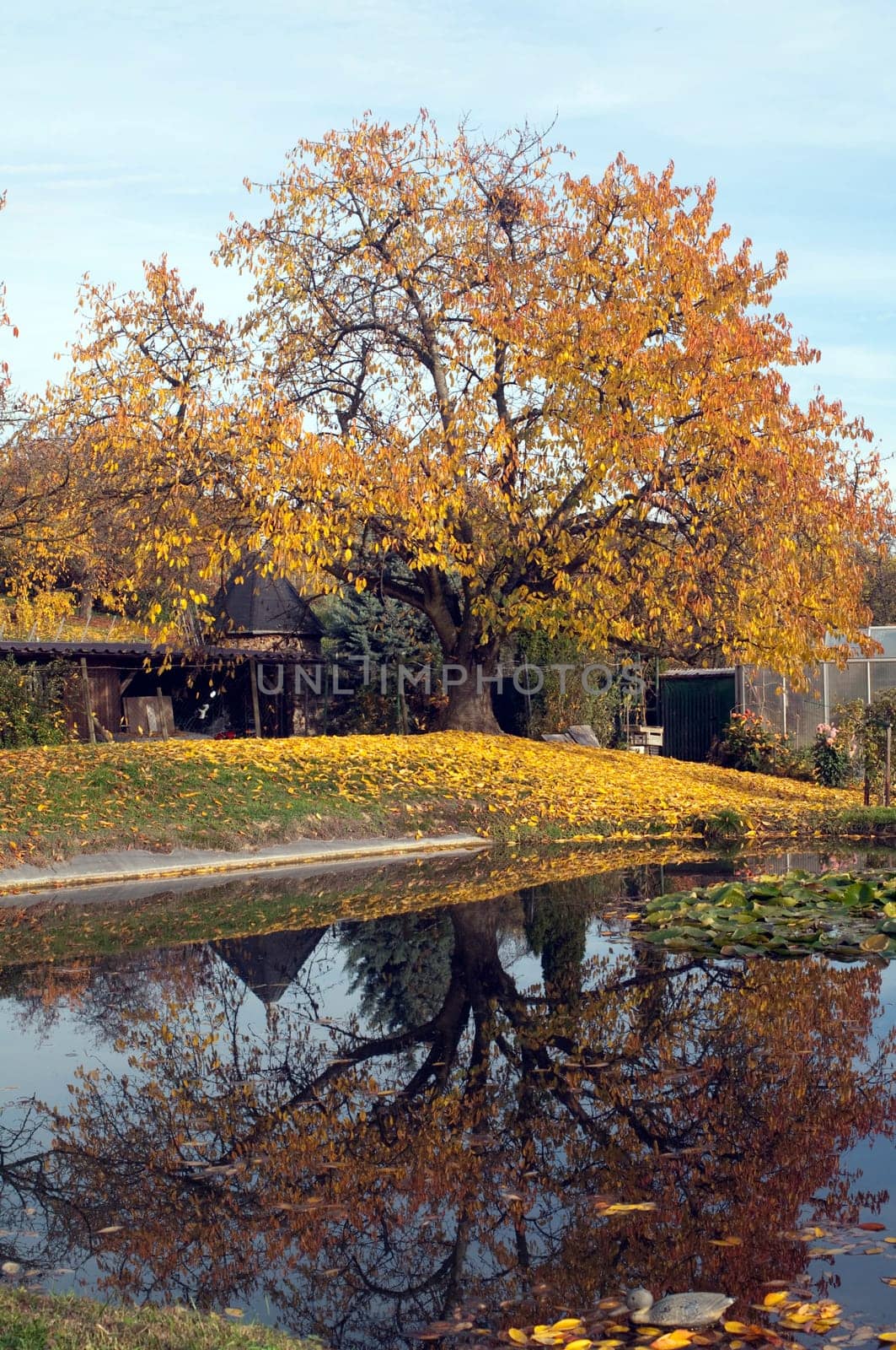 Autumn Impression,Autumn,Pond