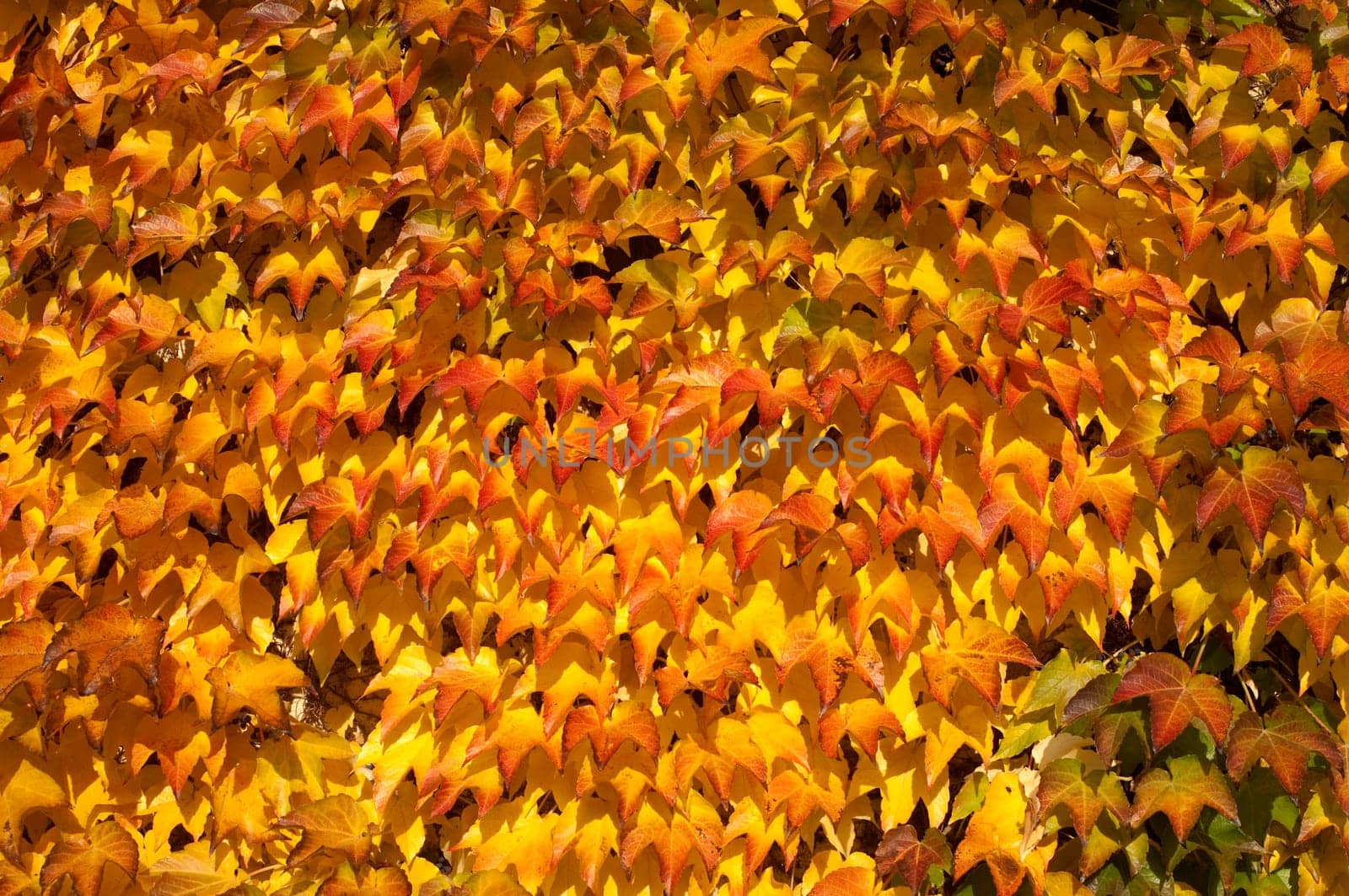 Wilder,wine  colorful,Parthenocissus