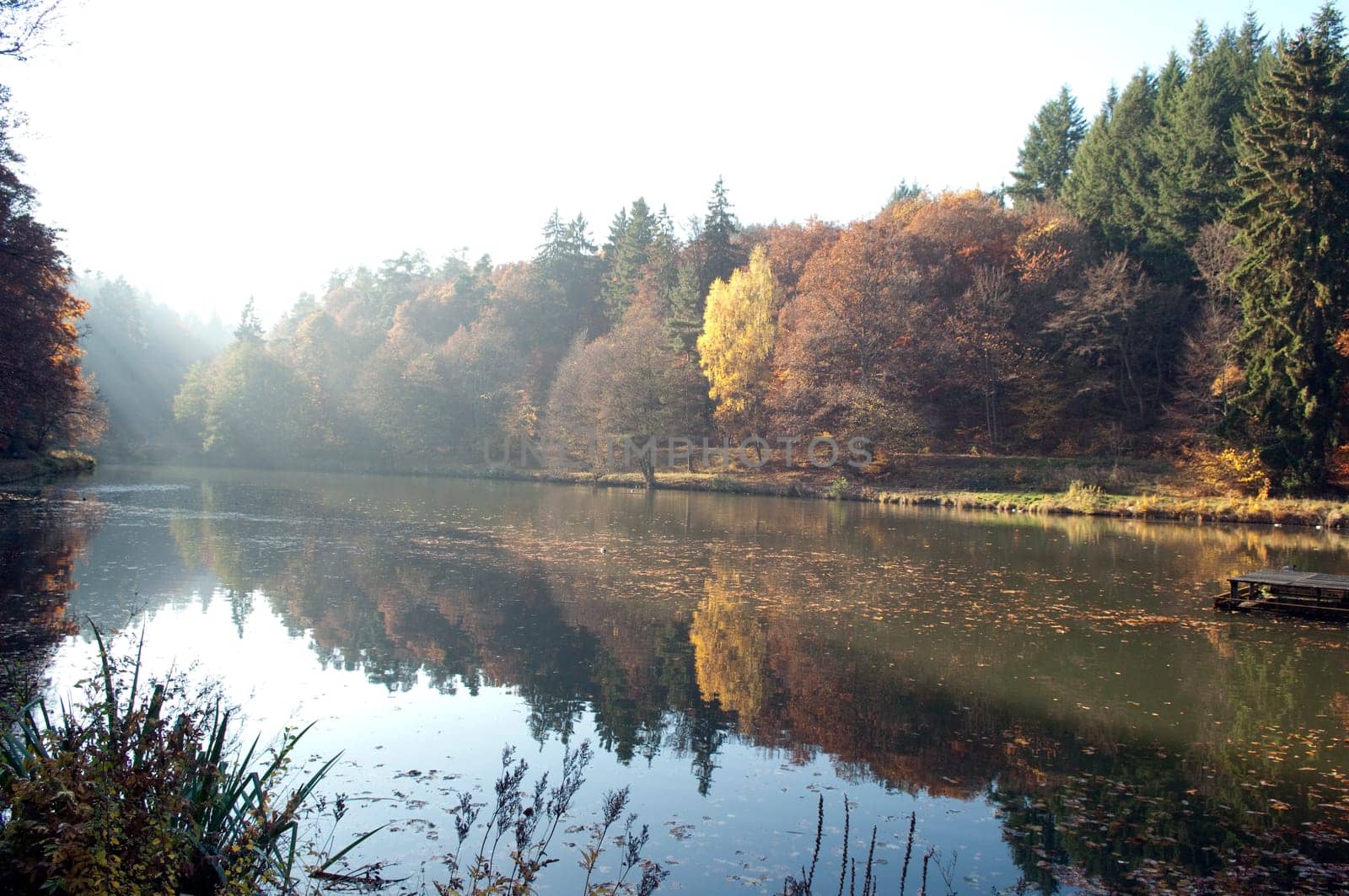 Autumn Impression,Forest,Lake