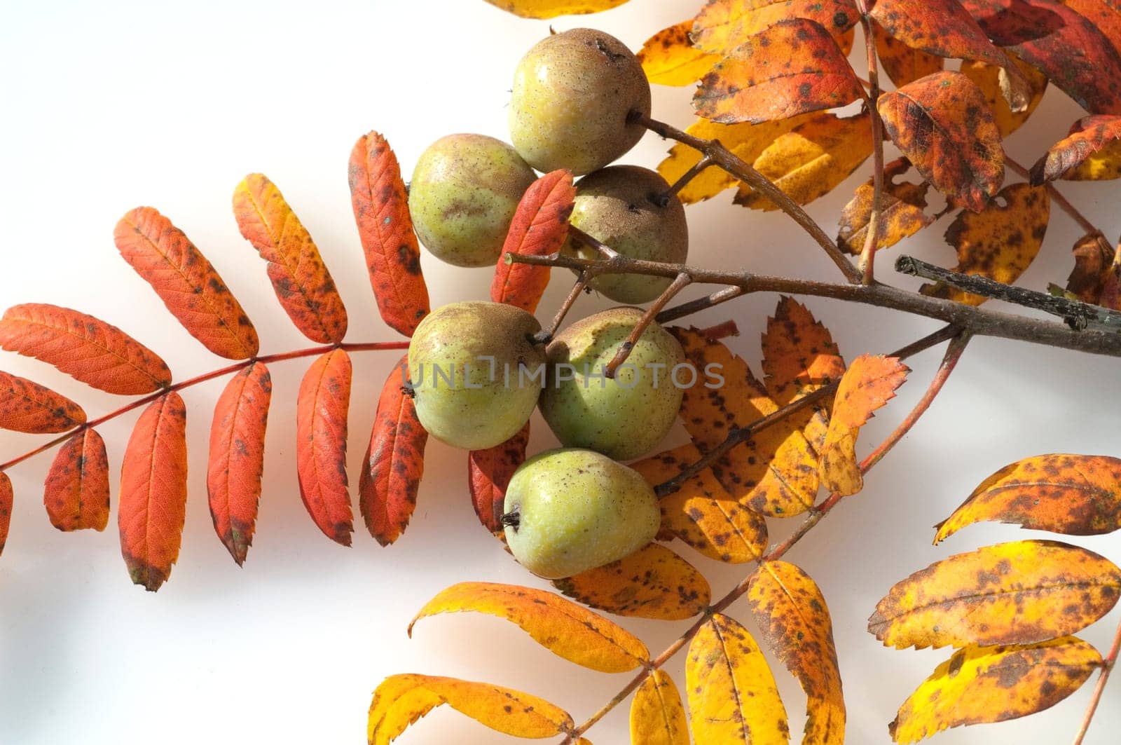 Speierling  Sorbus  Domestica