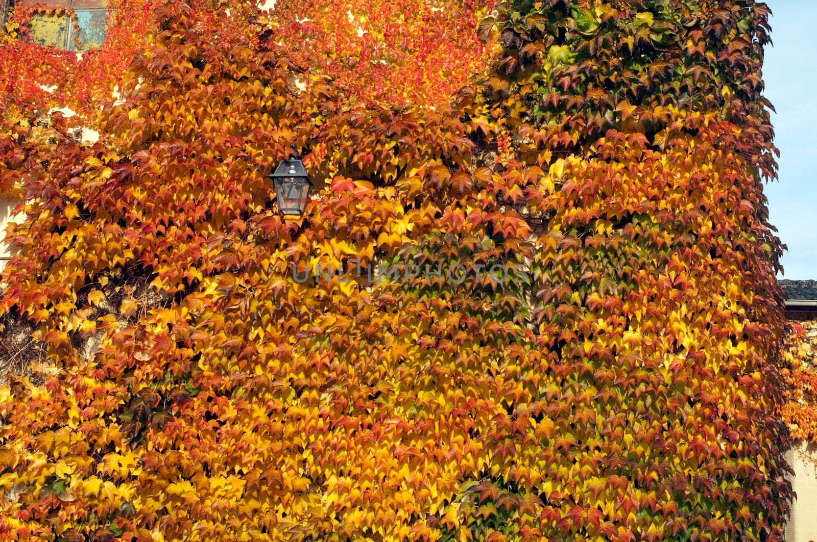 Wilder,wine  colorful,Parthenocissus