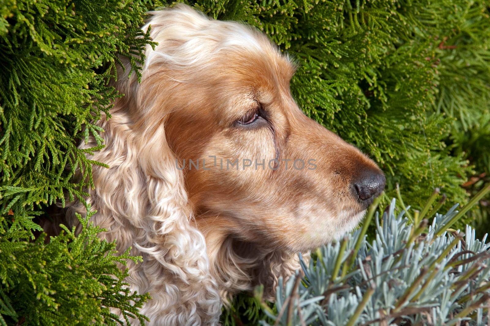 Cocker,Spaniel,Red