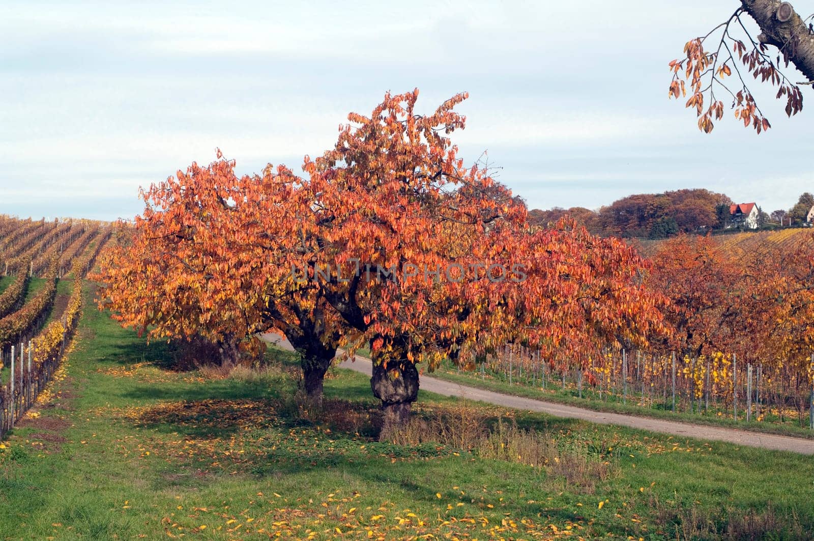 Autumn Impression,Cherry Tree,Cherry,Autumn