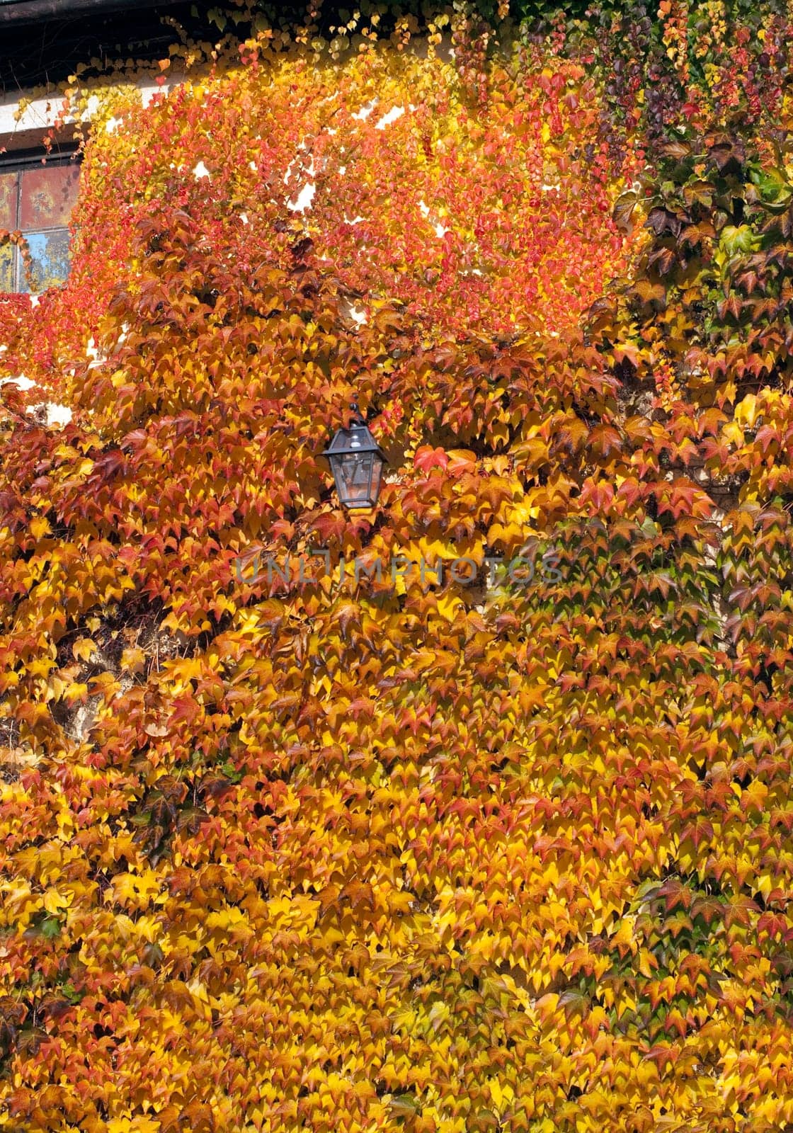 Wilder,wine  colorful,Parthenocissus