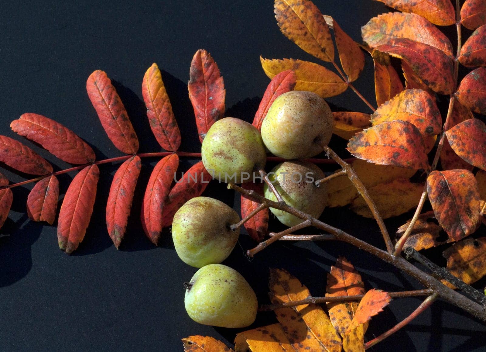 Speierling  Sorbus  Domestica