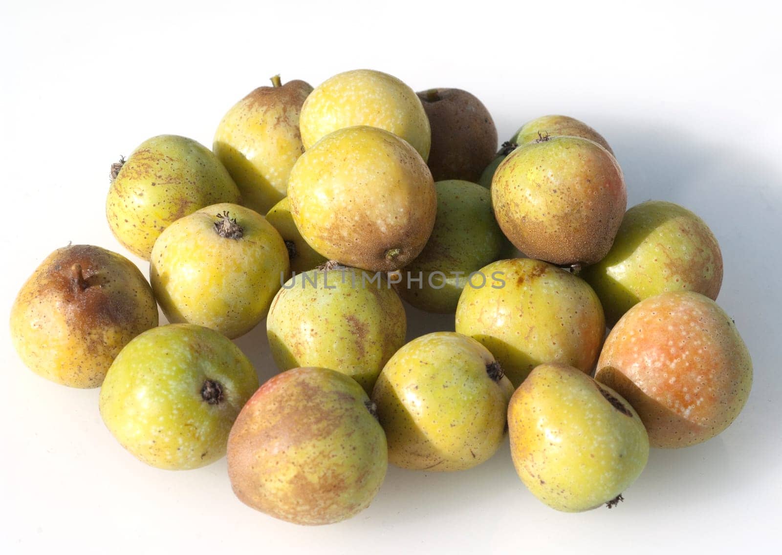 Speierling  Sorbus  Domestica
