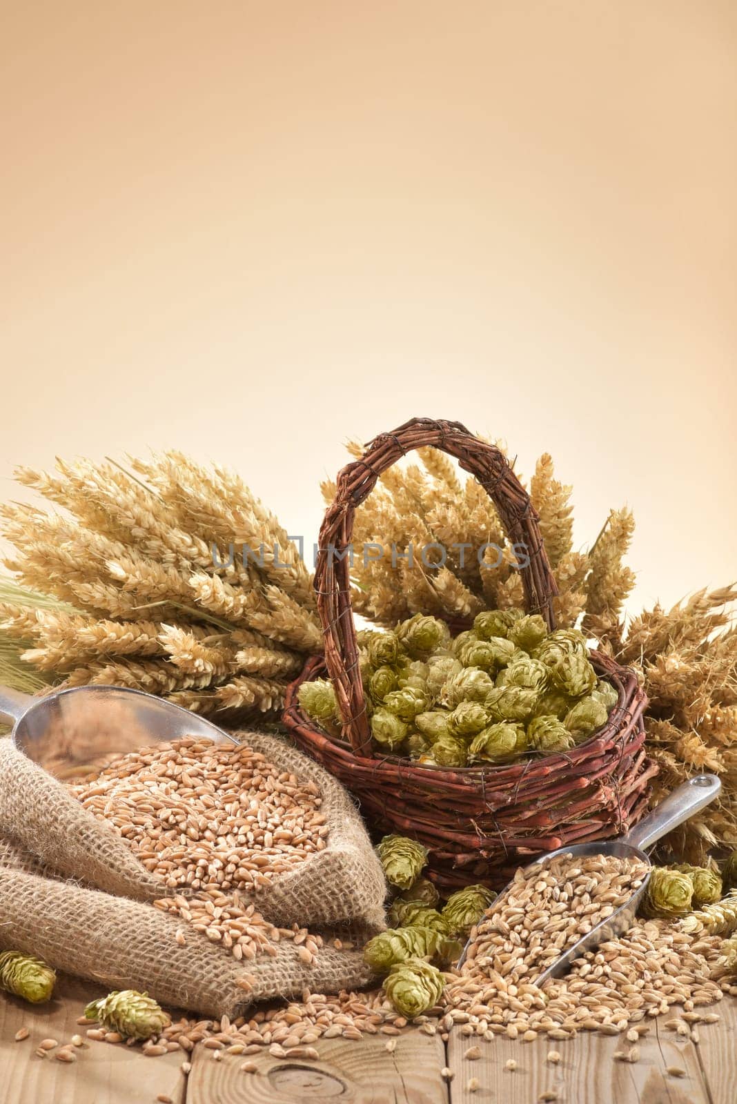Beer ingredients - wheat,barley,hops and malt