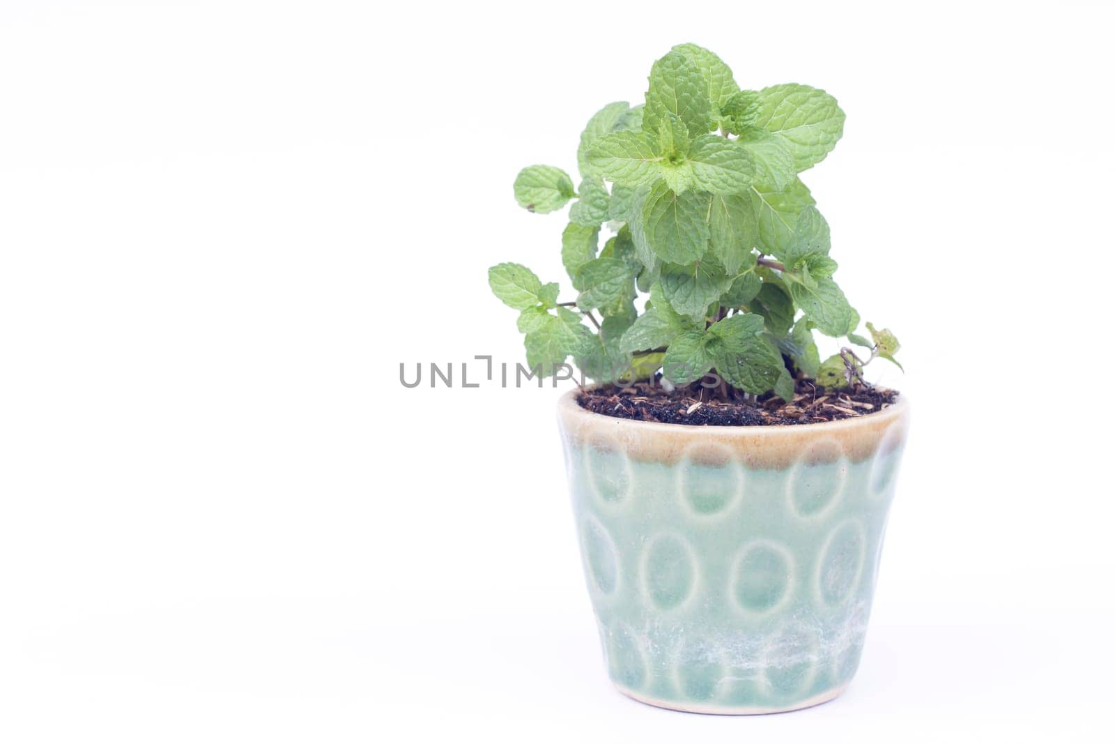 Green plant in pot isolated on white background, stock photo