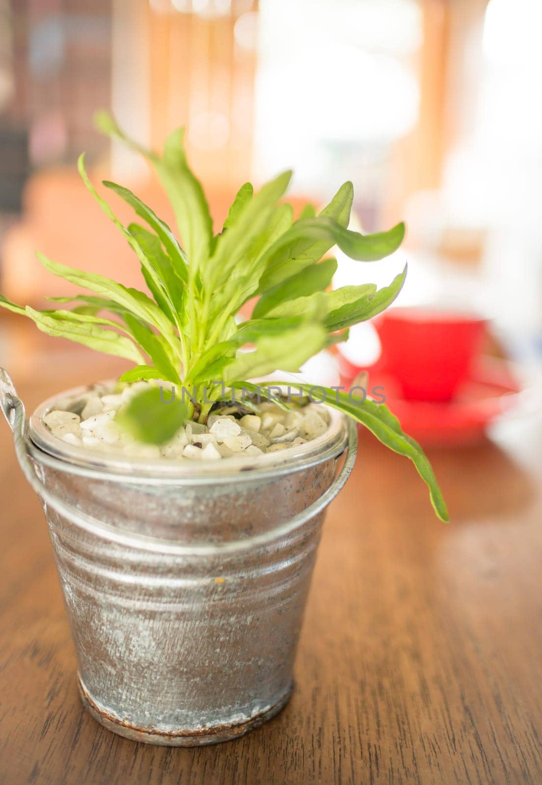 Red cup of coffee and green plant bucket on wooden table, stock photo