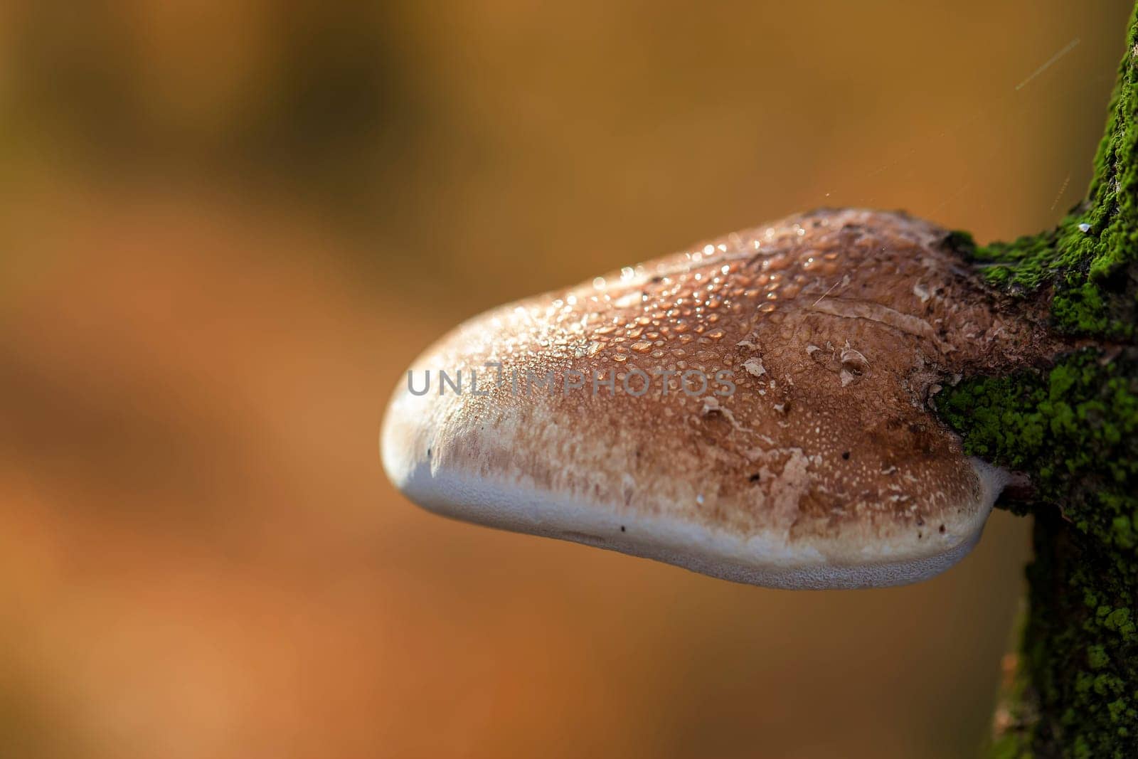 Birch poring - Piptoporus betulinus in a macro-intake