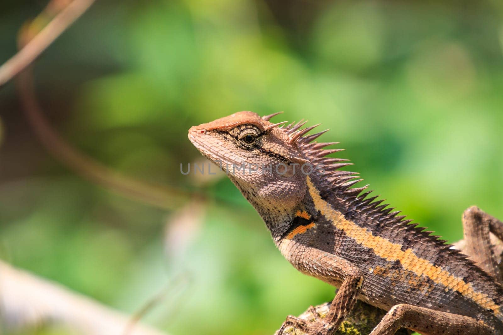 Green crested lizard, black face lizard, tree lizard on tree