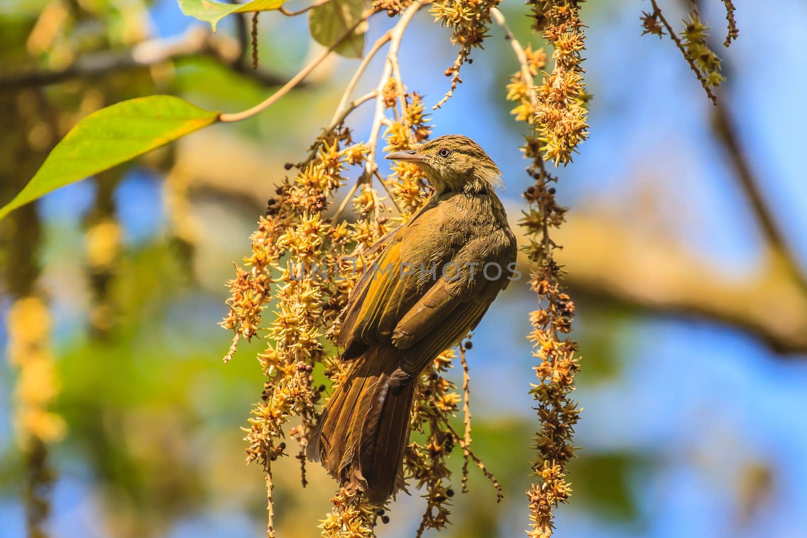 beautiful Grey-eyed Bulbul (Hypsipetes propinquus) in the fruit tree
