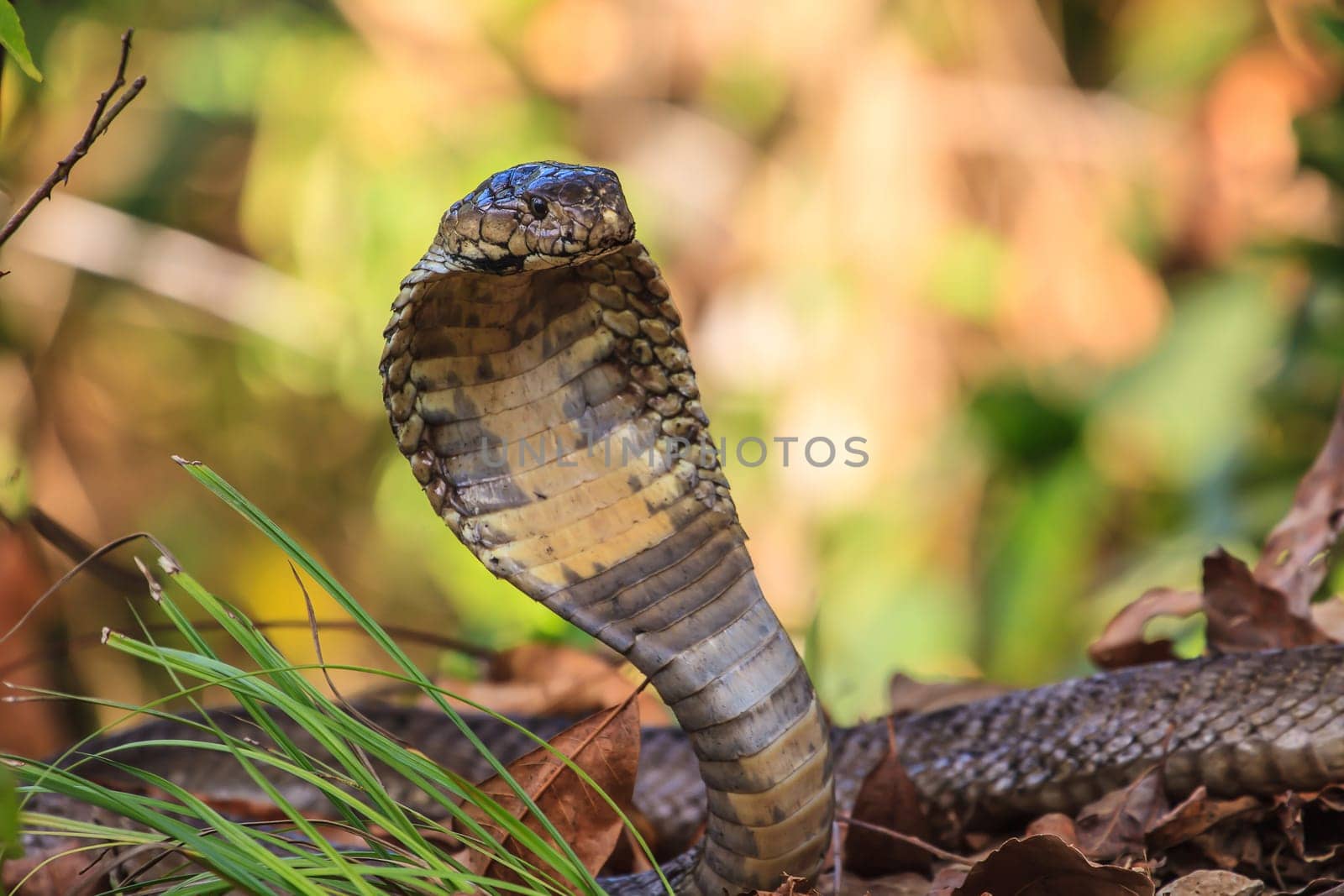 close up  Monocellate Cobra  (Naja kaouthia) in forest