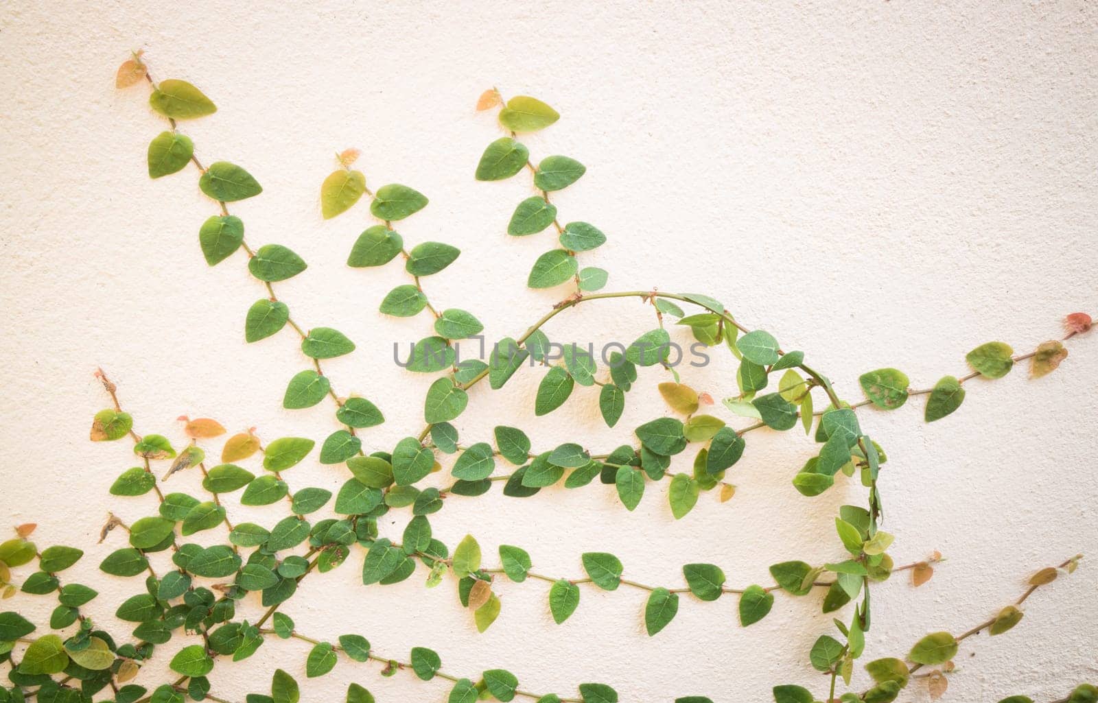 Nature green ivy plant on the wall, stock photo