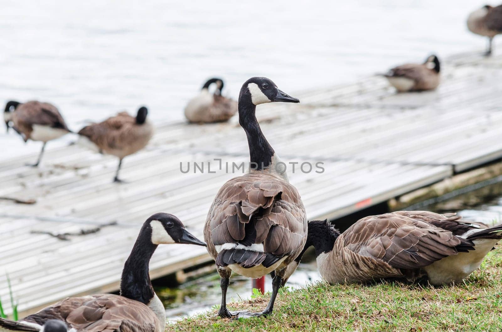 Colony of wild geese on the shore of a body of water.