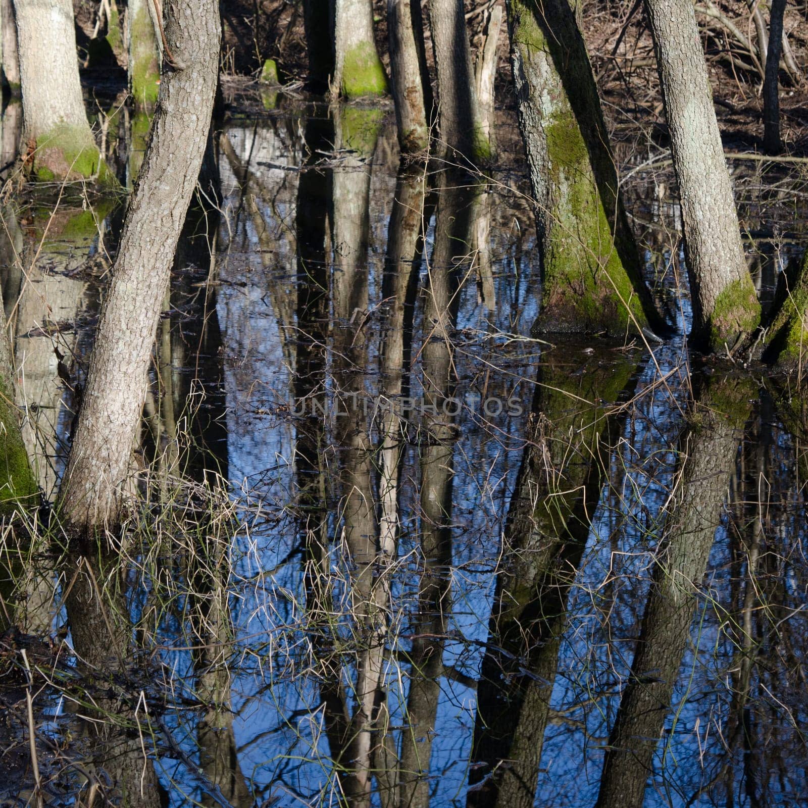 Spring landscape, tree trunks in flood waters