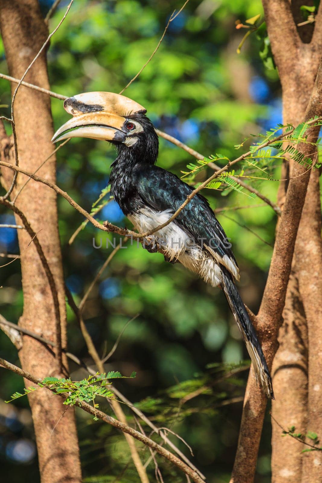 Portrait of Oriental pied hornbill (Anthracoceros albirostris) on the branch in nature