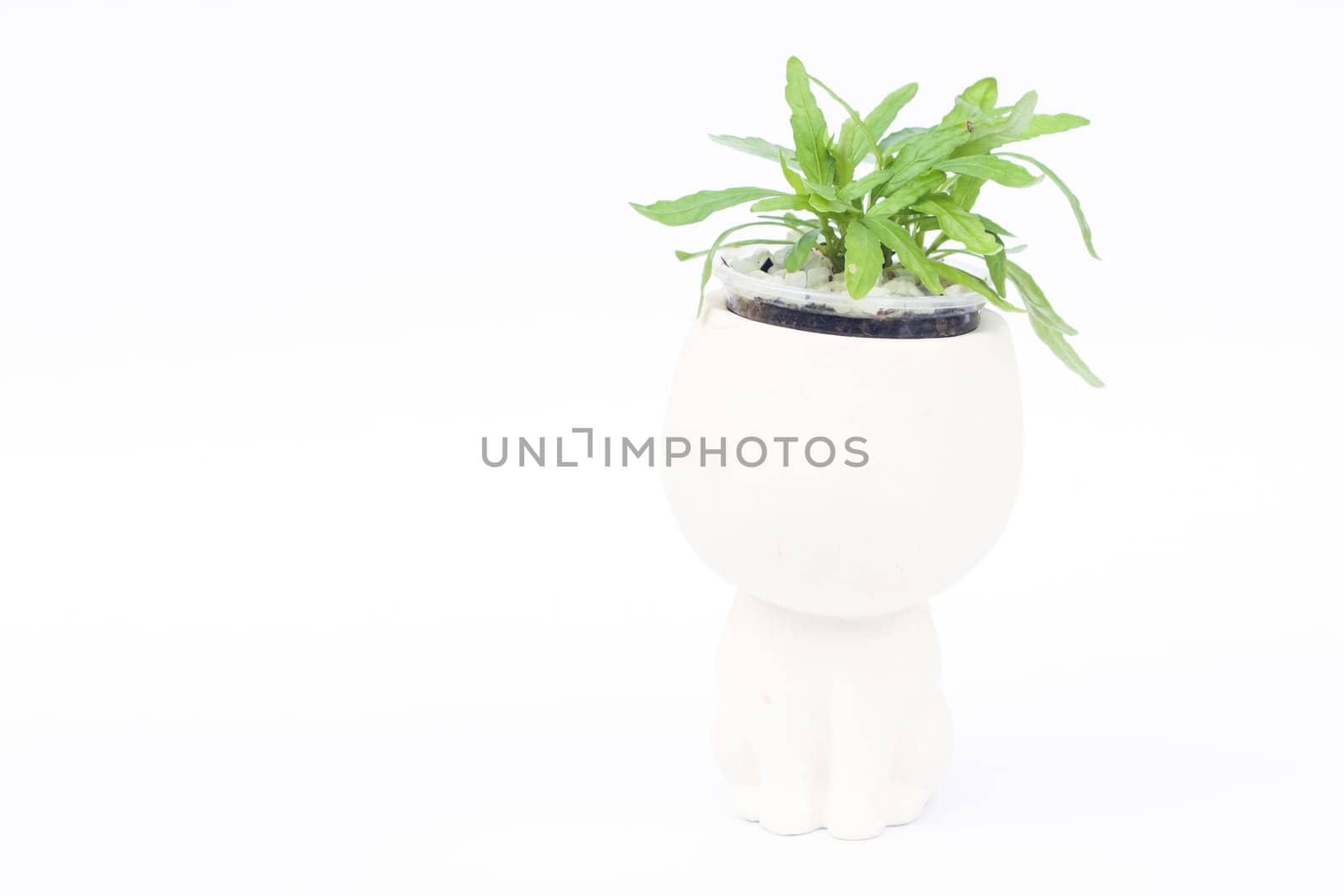Green plant in pot isolated on white background, stock photo