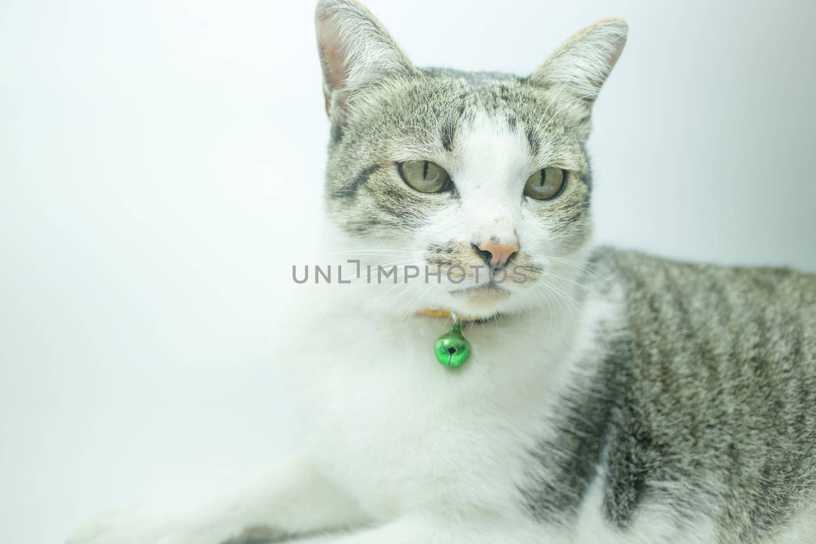 Cute cat portrait wearing a securitiy collar in relaxing time, stock photo