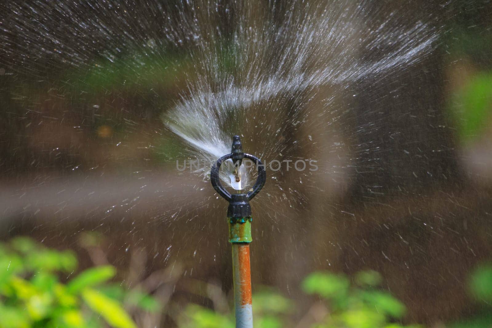 irrigation of agricultural field, water sprinkler
