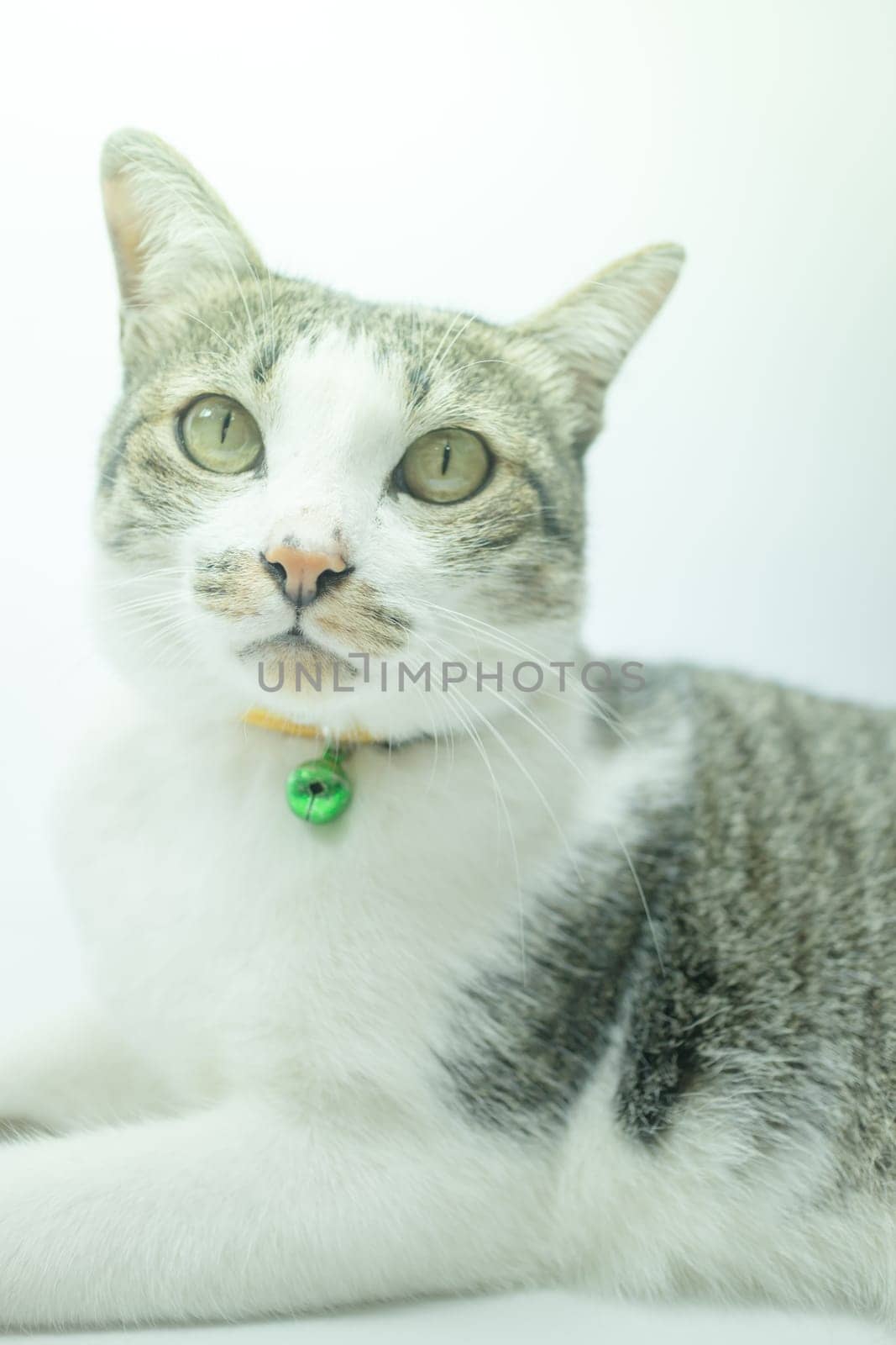 Cute cat portrait wearing a securitiy collar in relaxing time, stock photo