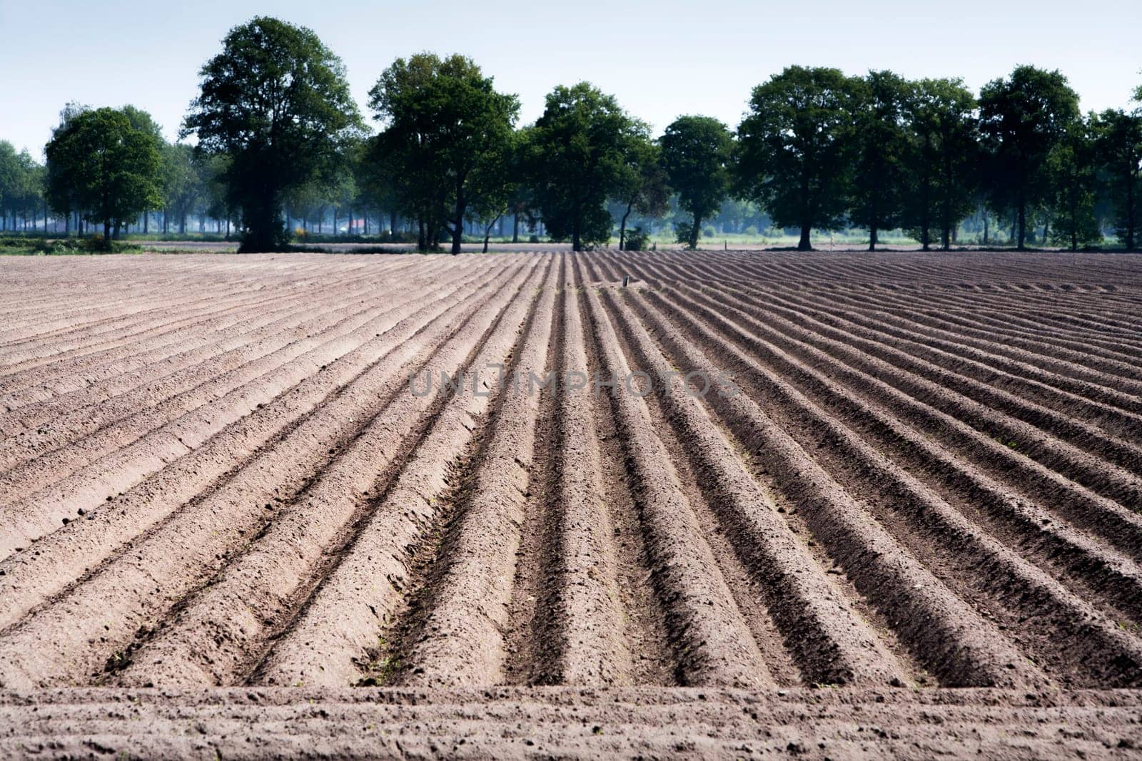 Plowed field in the Netherlands