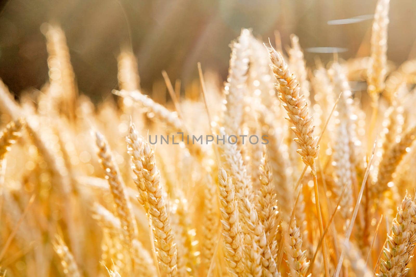 Gold colored cereal field