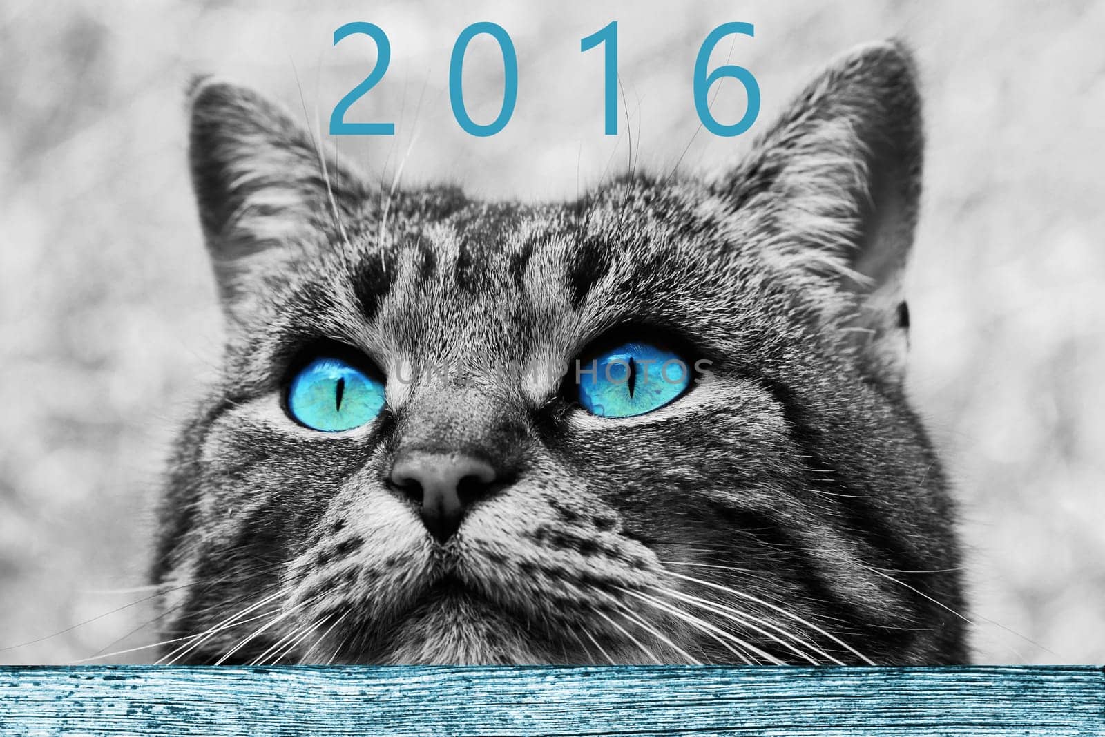 A curious cat look at the New Year 2016
