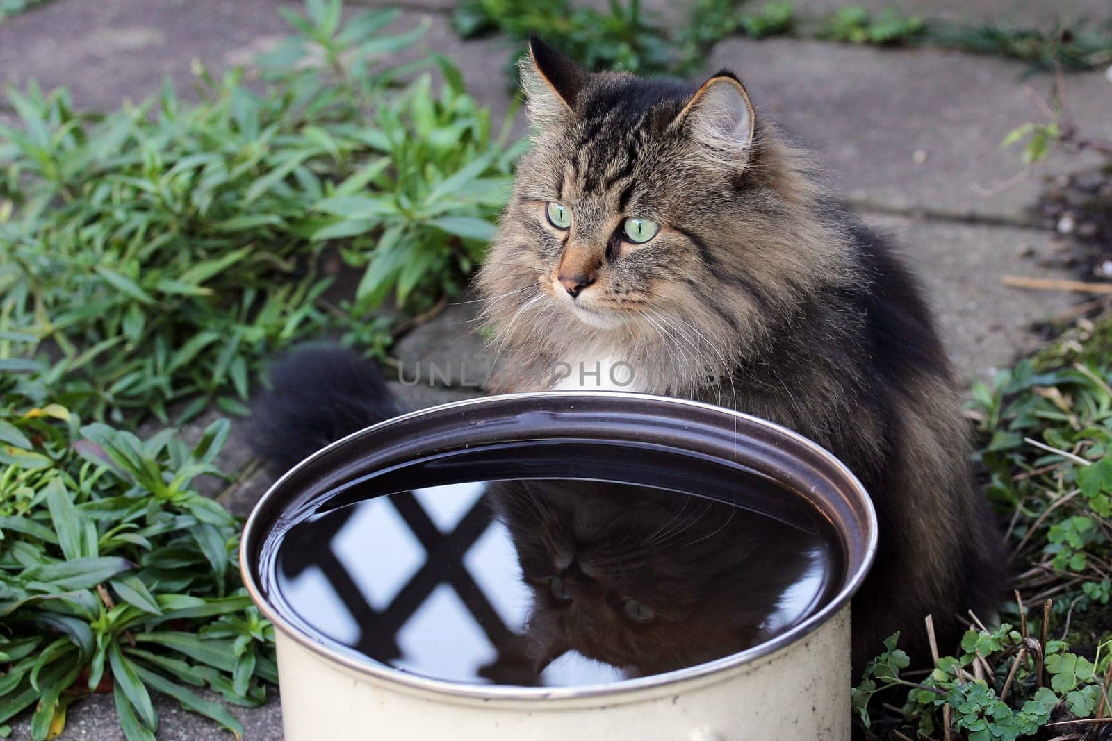 Cats like to drink rainwater. A cat sits in front of a bowl of rainwater