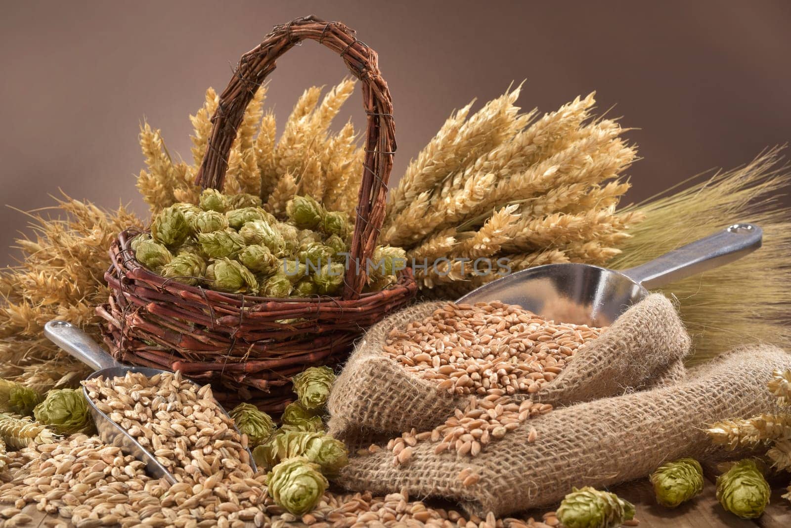 Beer ingredients - wheat,barley,hops and malt