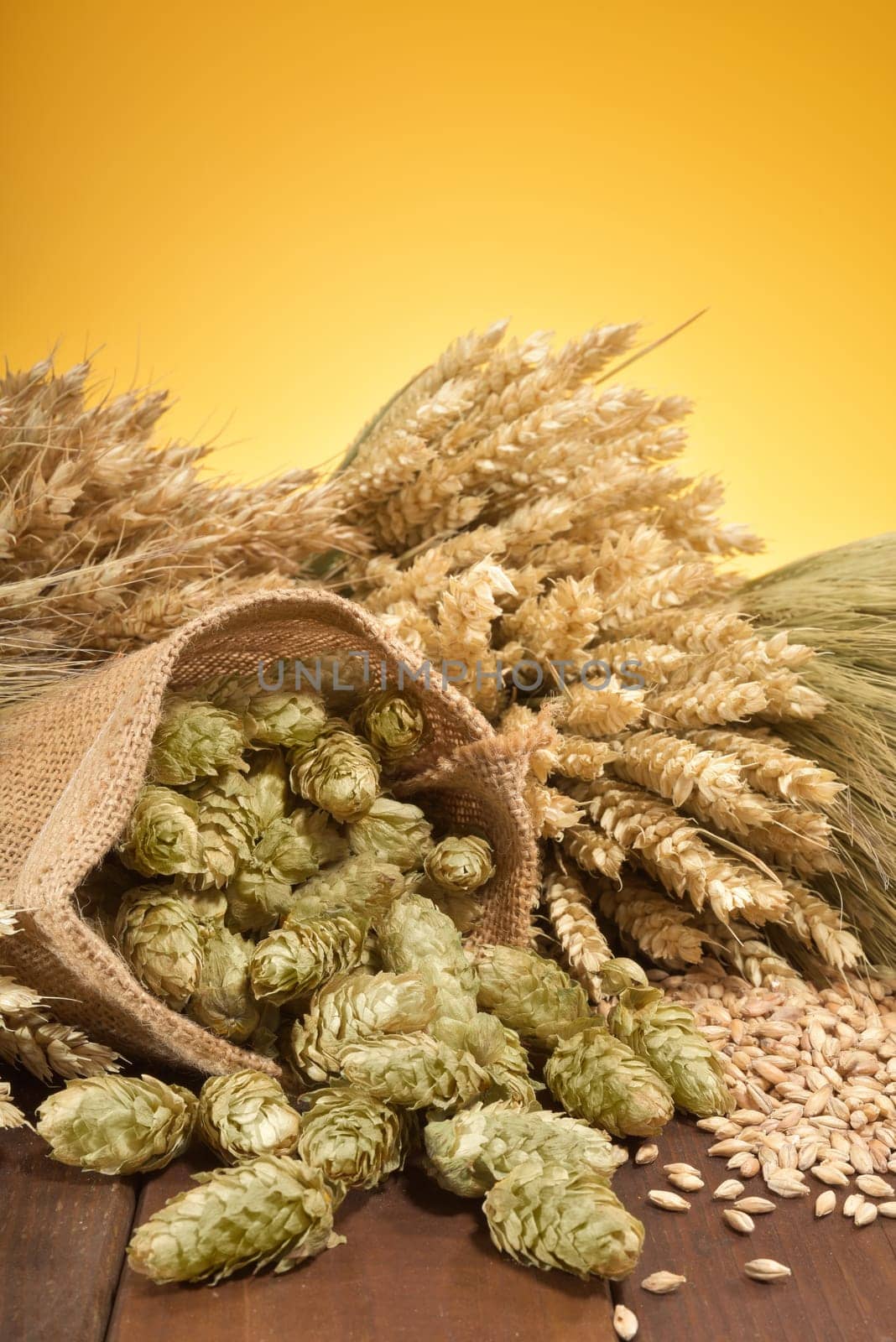 Beer ingredients - wheat,barley,hops and malt