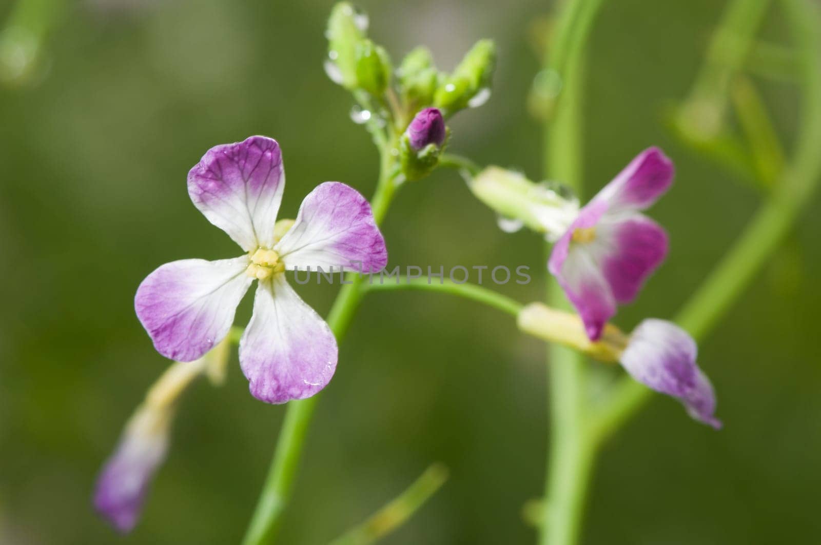 Close-up of the flowers of the meadow foam herb (Cardamine pratensis) against a fuzzy natural background