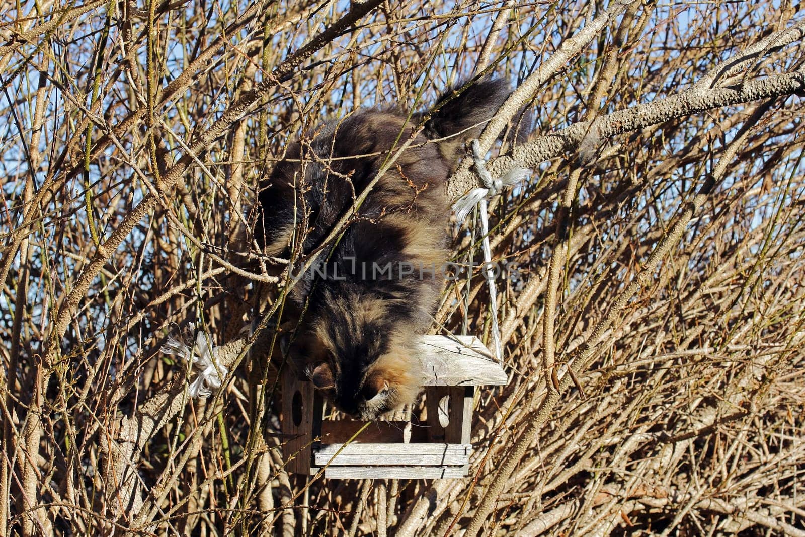 A Norwegian forest cat has climbed onto a birdhouse and looks curiously into it