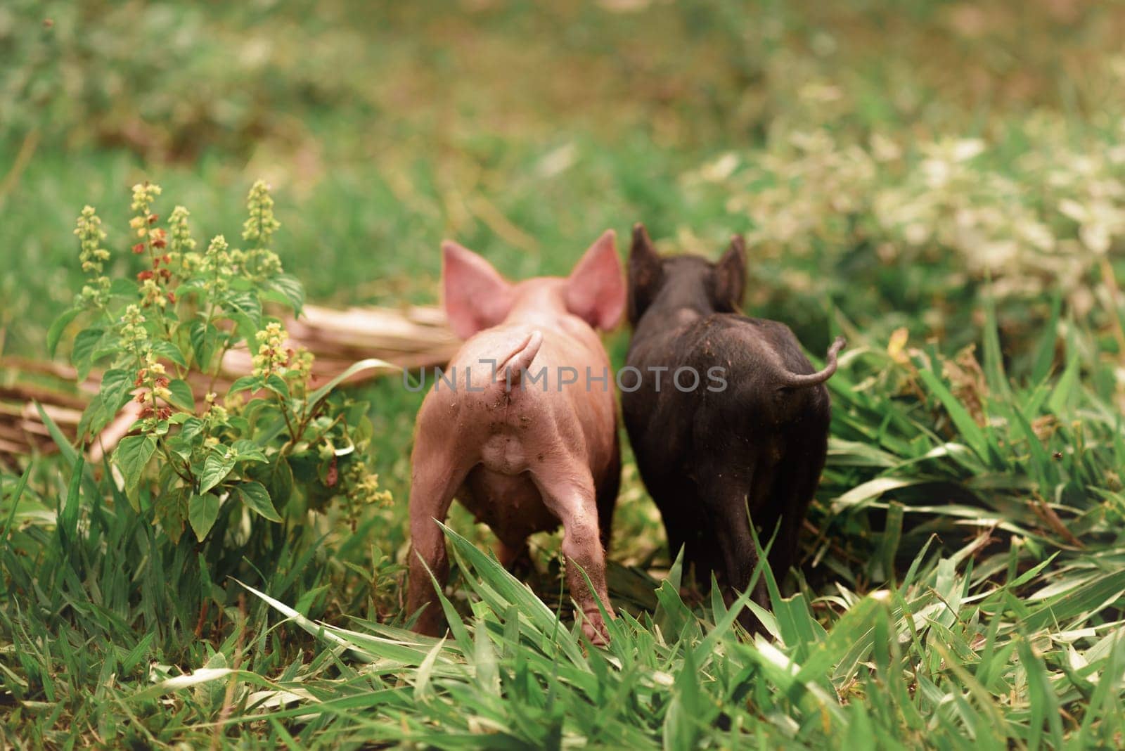 Couple of pigs walking on the grass.