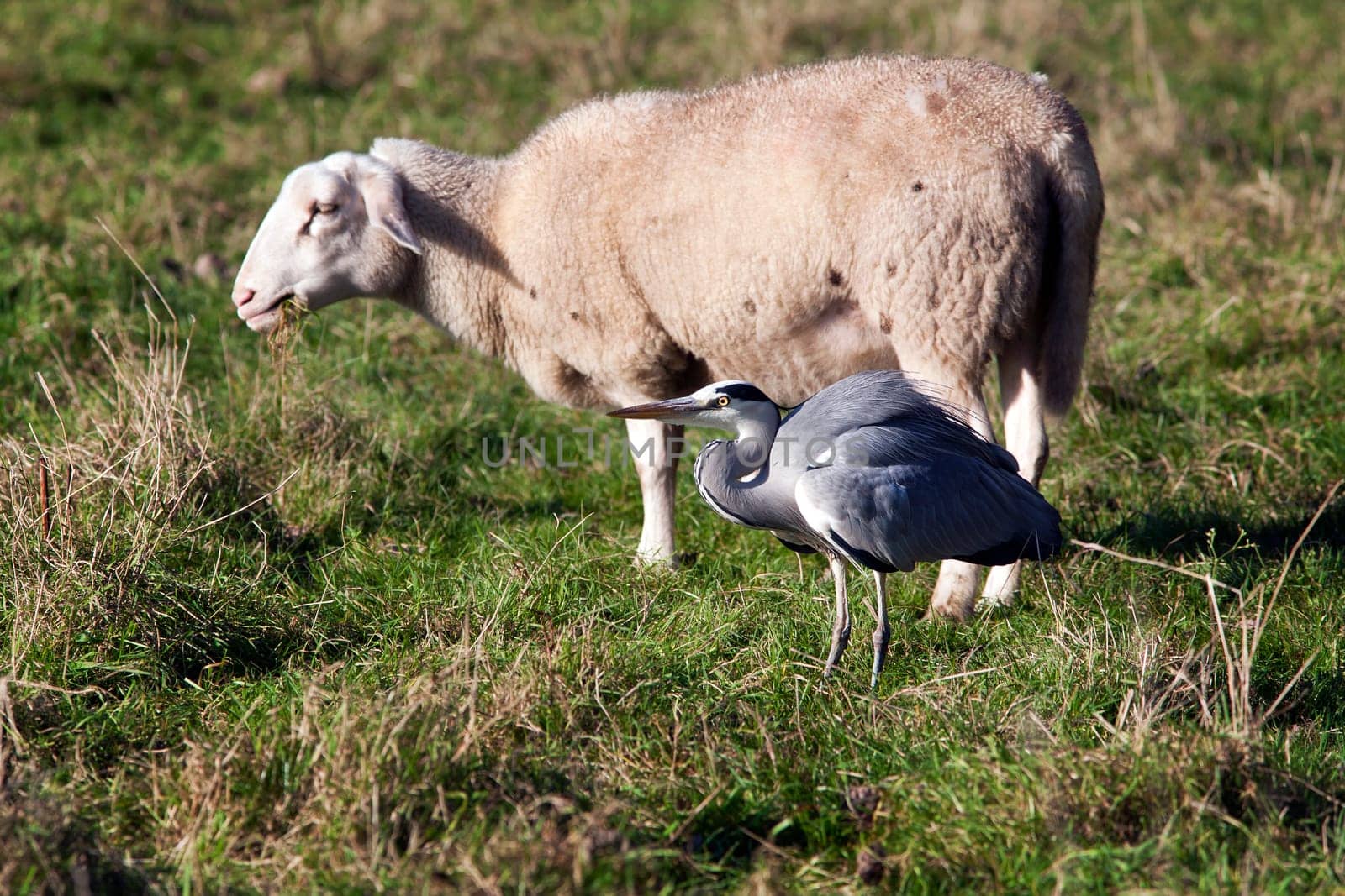 Heron and sheep close together