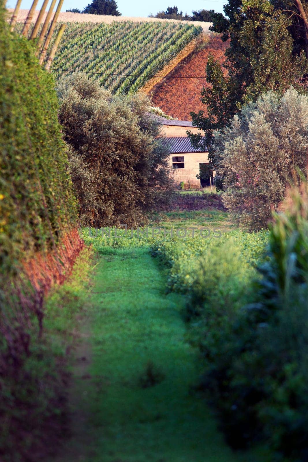 Picturesque agriculture in the North of France