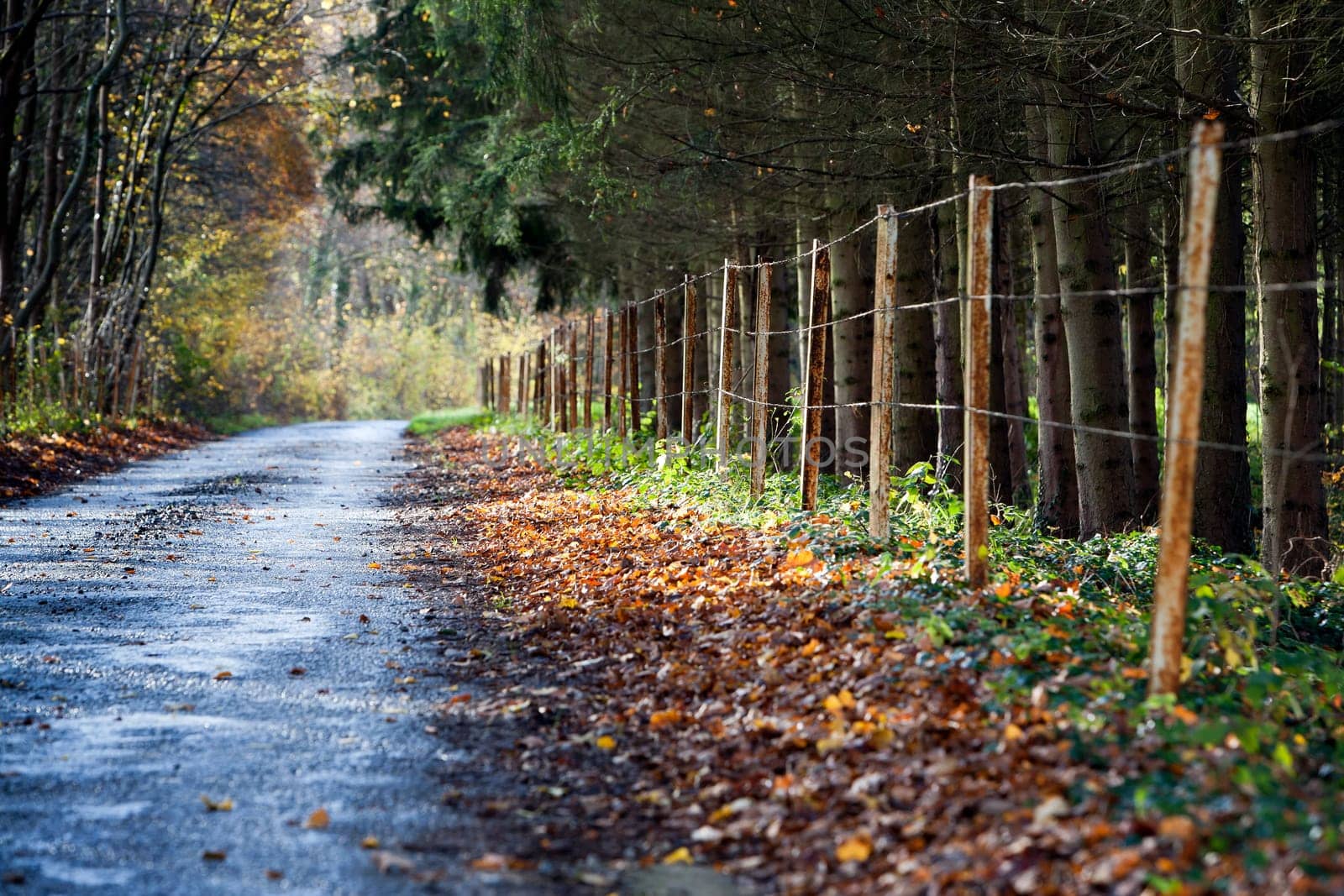 Country road near Dinant in Belgium