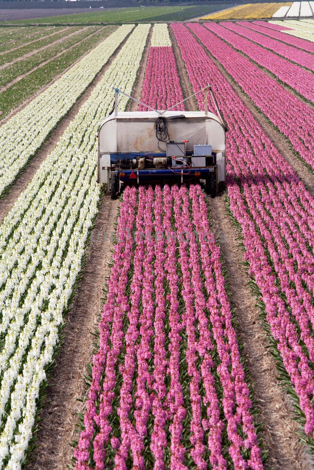 Hyacinth fields and an electric car