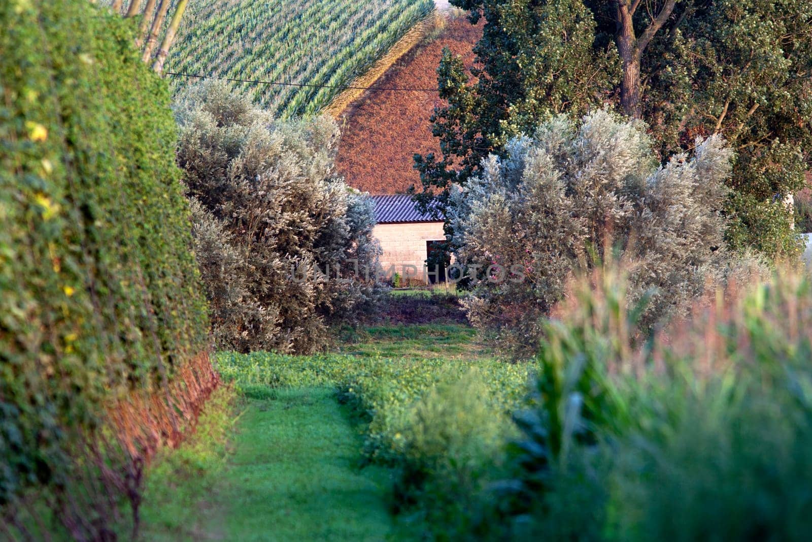 Picturesque agriculture in the North of France