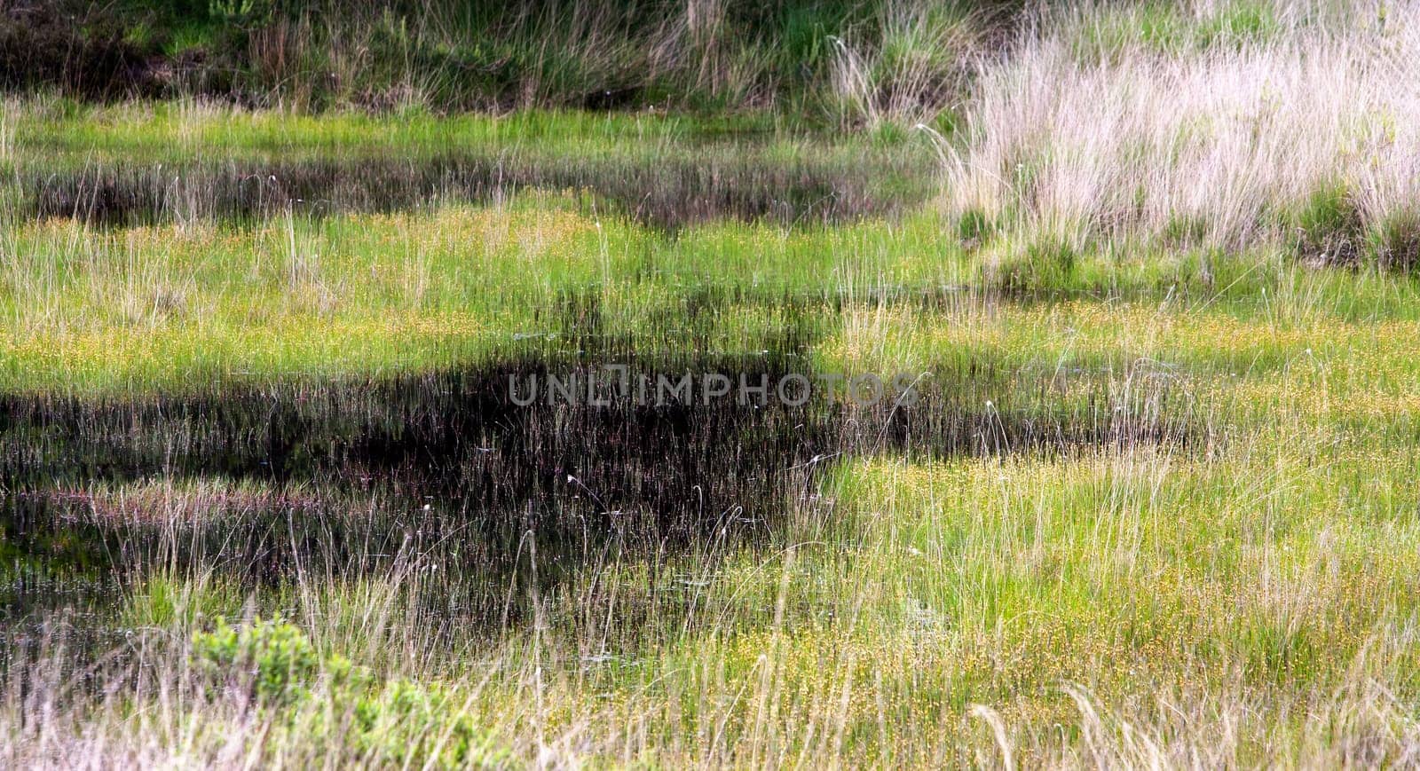 Grass and water in a fen