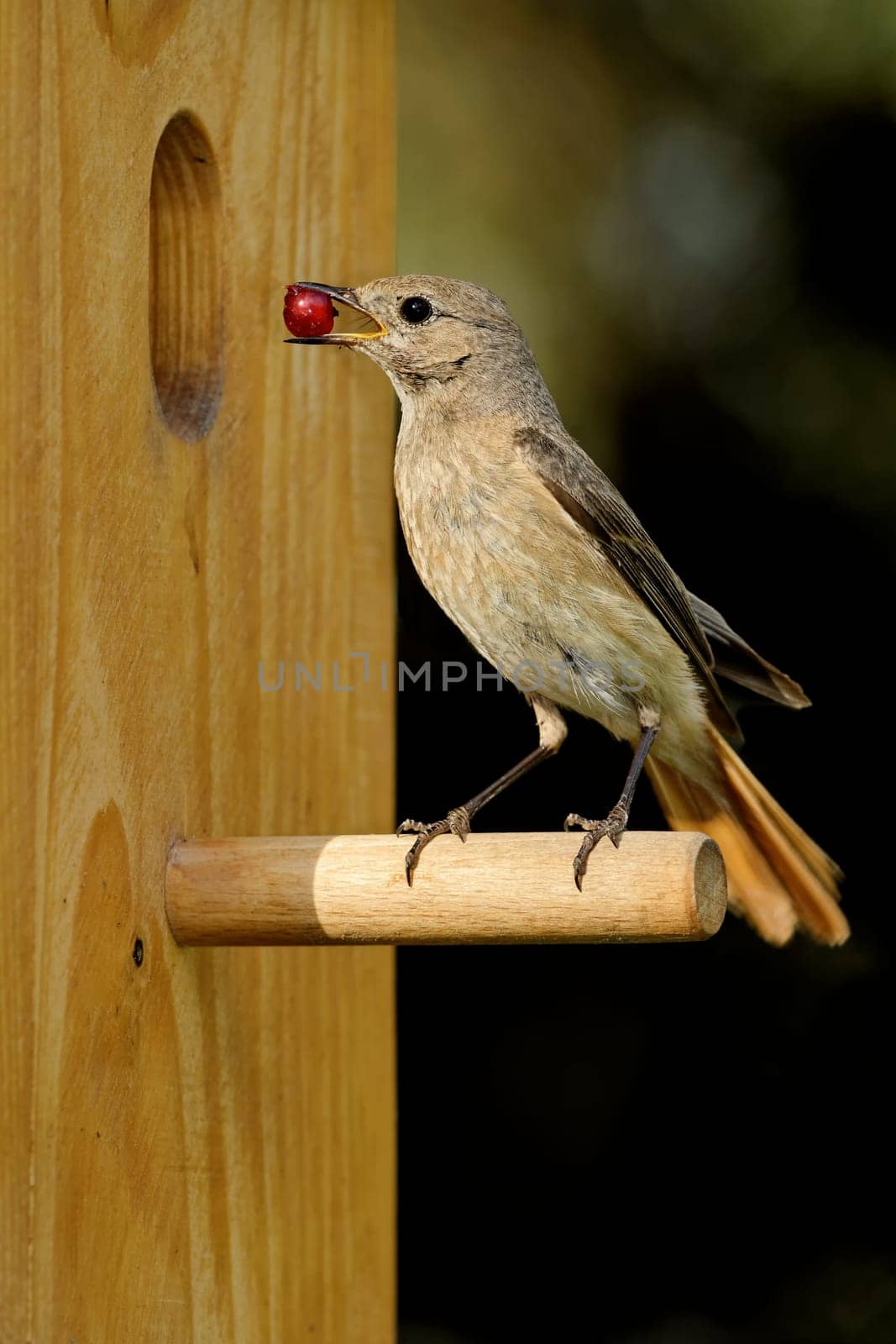 Garden redtail with currant at the nest box