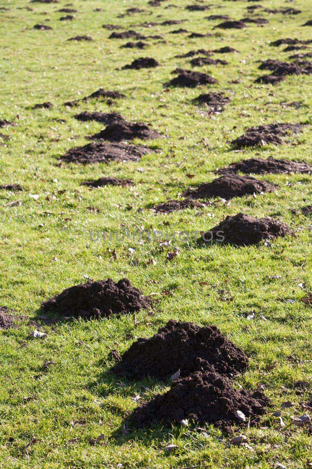 Molehills in the back yard