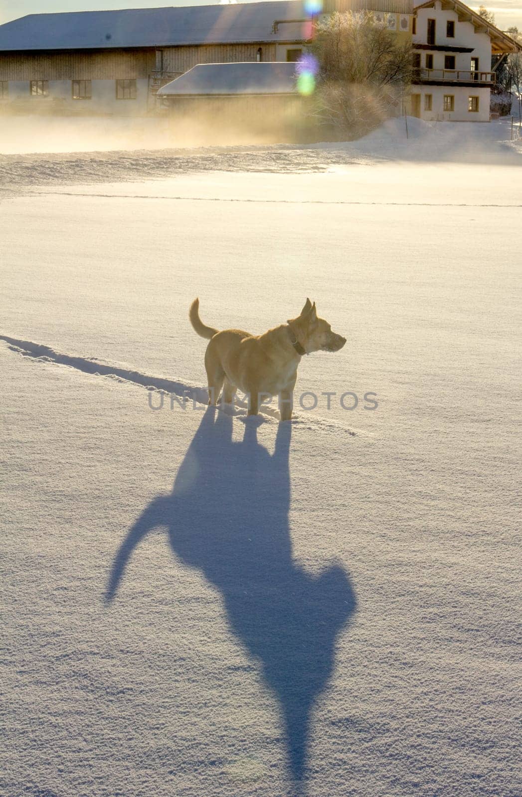 A Belgian Shepherd and his faithful companion,his shadow,winter motif,concept