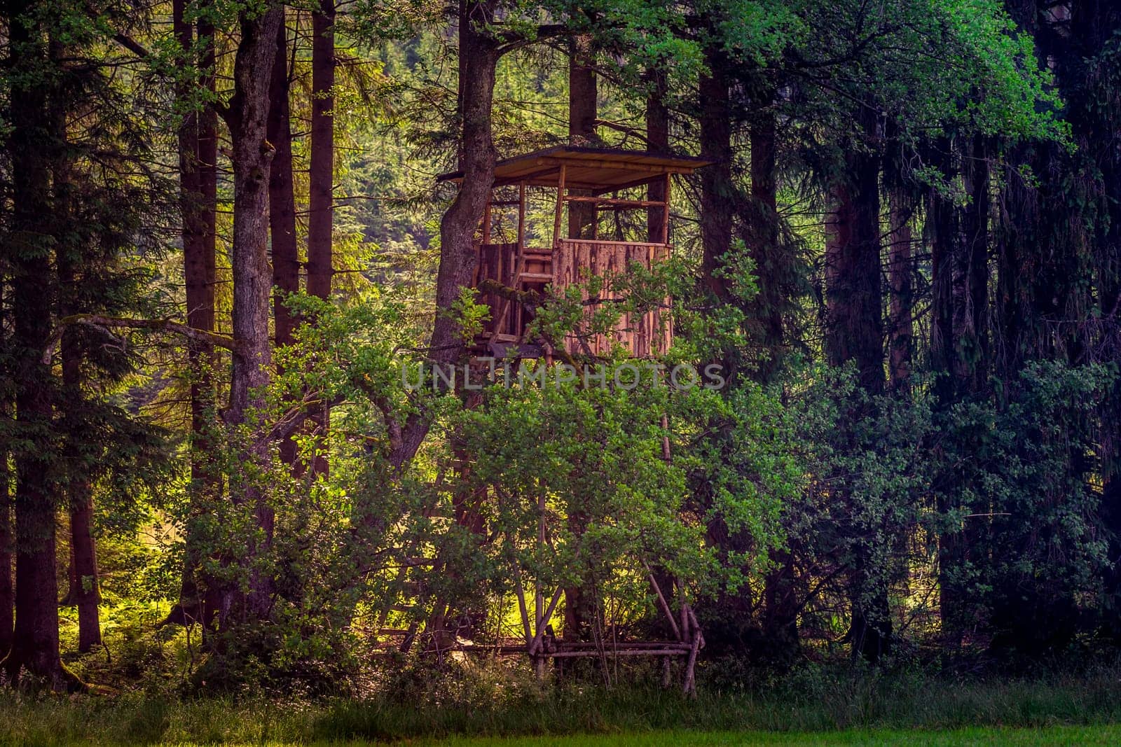 Melancholic forest scene in summer – a high-rise wooden set in the backlight