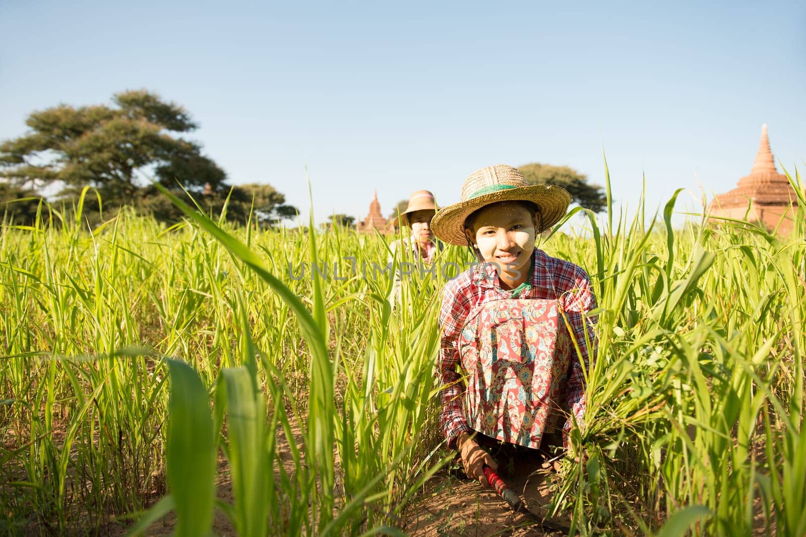 Portrait of a young Burmese woman farmer with thanaka powdered face harvesting in field.