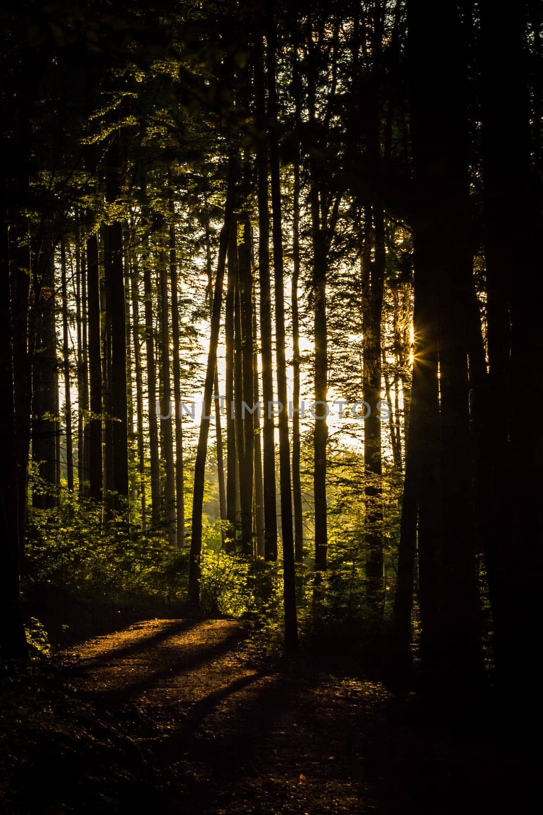 Melancholic forest scene in the backlight