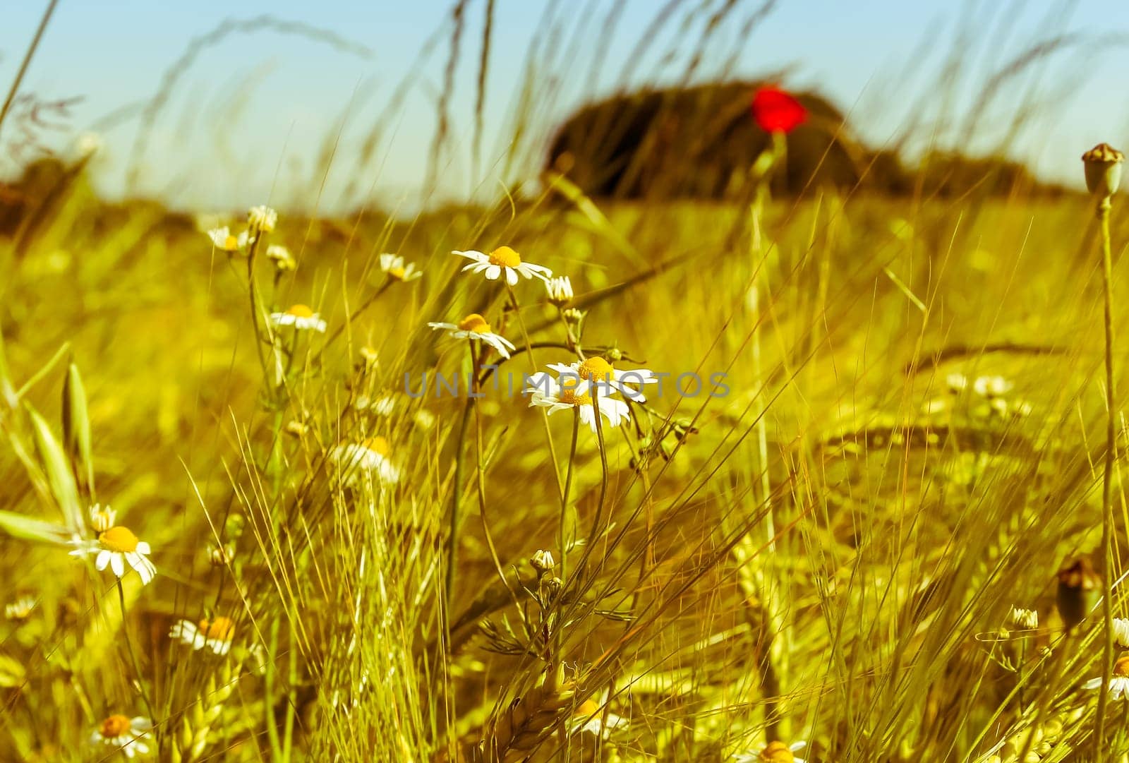 Chamomile (Matricaria chamomilla) in the golden corn field - Retro