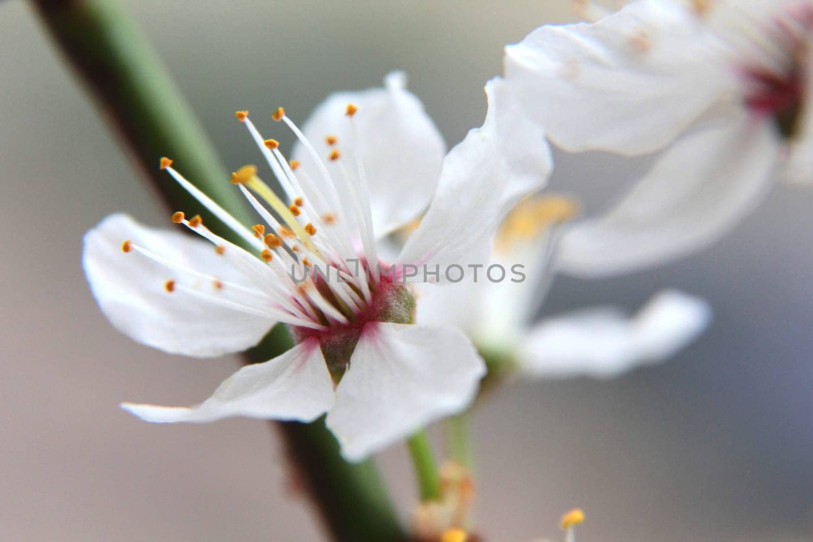 The apple tree blossom,spring is here - a small flower on a branch,close-up