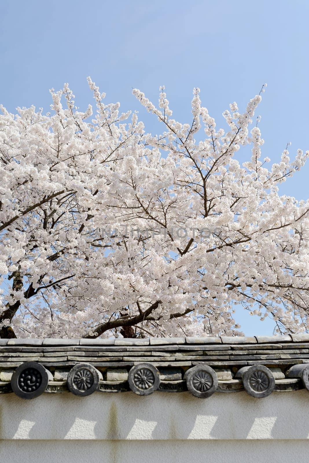 Cherry blossom tree